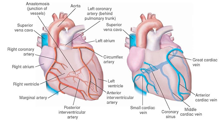 Cardiac Medication Chart For Nurses